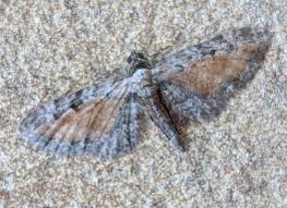 Image result for Eupithecia icterata