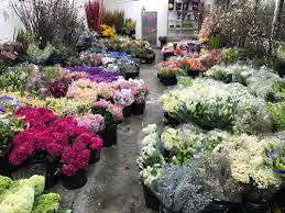 Maybe you would like to learn more about one of these? Cut Flower Wholesale Online Flower Search