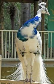 The Peacock S Beyaz Tavus Kusu Vahsi Hayvanlar Guzel Kuslar