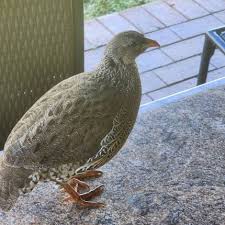 Image result for Allophylus natalensis