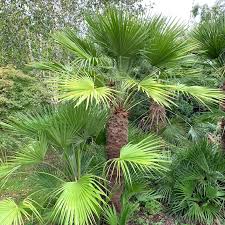 Discover over 100 different palms, from the most basic (trachycarpus fortunei) to the hardiest , such as trachycarpus wagnerianus, or the stately jubaea also discover amazing flowers with strelitzia, alpinia and hedychium. Chamaerops Humilis Big Plant Nursery