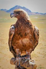 Birds Of Prey Animals Mongolia Birds Of Prey Animals Beautiful Pet Birds