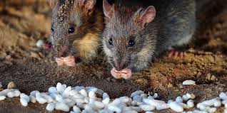 Rat Ve Kobay Fareleri Genel Olarak Ayni Besin Gruplarini Tuketmektedir Bunun Icin Genel Olarak Kisiler Rat Fare Yemi Tercih Edere 2020 Kobay Fareler Hayvan Fareler