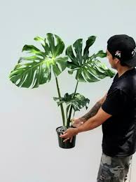 Monstera Deliciosa 8 Pot Description Monstera Deliciosa Is An Easy To Grow Houseplant With Show Stopper Monstera Deliciosa Tropical House Plants Plants