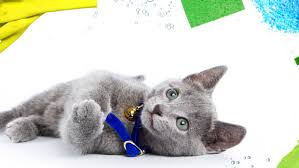 How To Keep Your Pets Safe Around Cleaning Products The Humane Society Of The United States