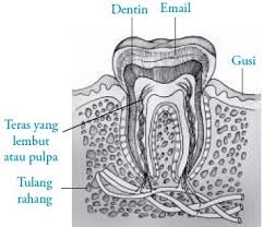 Maybe you would like to learn more about one of these? Struktur Dan Fungsi Gigi Pada Manusia