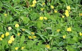 Golden Glory Ornamental Peanut Arachis Pintoi Golden Glory Ground Cover Plants Ground Cover Buy Plants