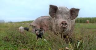 Faut il arreter de manger des animaux. Faut Il Arreter De Manger Les Animaux Le Docu Qui Va Bouleverser Votre Alimentation