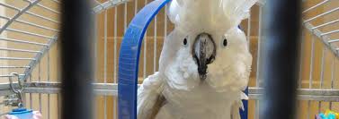 Give a pet a good home on gumtree. Top 10 Exotic Pets Cascade Kennels