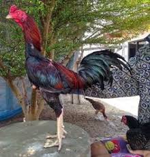 Ayam bangkok purbalingga photos facebook. 33 Ide Ayam Bangkok Aduan Ayam Bangkok Ayam Jantan
