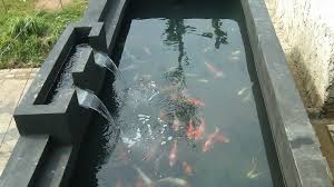 Depan rumah kian cantik dengan kolam ikan minimalis. Model Filter Kolam Ikan Koi Tentang Kolam Kandang Ternak