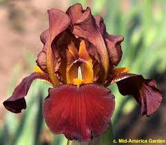 Mtb Iris Germanica Crossword Johnson 2017 Brown Flowers Iris Pretty Flowers