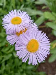 Image result for Eriochrysis brachypogon