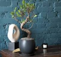 Chinese Banyan Bonsai Tree