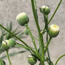 Image result for Erigeron bonariensis