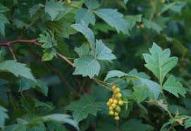 Image result for Searsia dentata