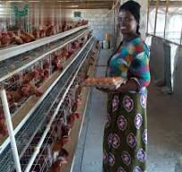 96 160 Oiseaux Un Type Volaille Poulet Alimentation Cages de Ponte à Vendre  Au Zimbabwe