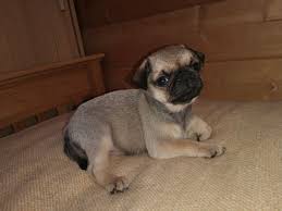 The current median price for all pugs sold is $1,349.50. Stunning Pug Puppies Home Facebook