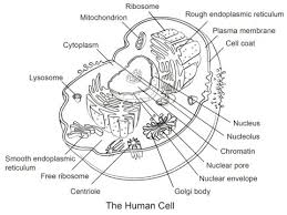 Maybe you would like to learn more about one of these? Human Cell Coloring Page Free Printable Coloring Pages Animal Cell Cell Diagram Cells Worksheet