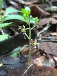 Image result for Liparis mulindana