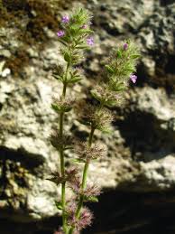 Image result for Micromeria