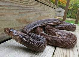 Black Pine Snake Pine Snake Cool Snakes Snake