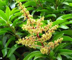 Image result for Anacardiaceae