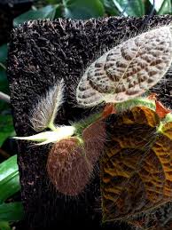 Image result for Ficus verruculosa