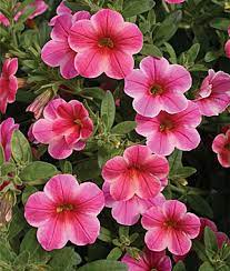 Order with confidence from our flowers were quick to order online, with 55 arrangements to choose from, including letterbox and hat box options. Annual Flowers Seeds Plants Buy Grow Flowers Bulbs Burpee Com