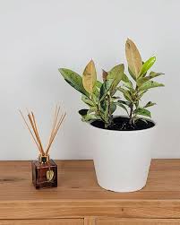 Image result for Ficus muelleriana