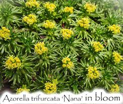 Image result for Tephrosia nana