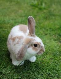 We did not find results for: Cute Bunny Images Pictures And Free Stock Photos