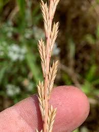 Image result for Lolium multiflorum