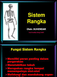 Perhatikan gambar jaringan penyusun organ tubuh manusia berikut ini! Sistem Rangka Ppt