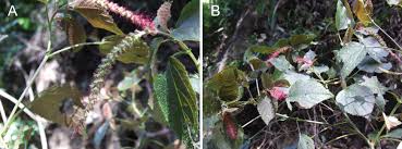 Image result for Acalypha lanceolata