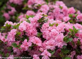 Pin On Shrubs
