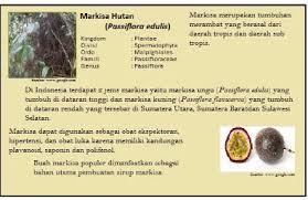 Pengertian interpretasi adalah sebuah seni yang menggambarkan komunikasi secara tidak langsung. Studi Perencanaan Program Interpretasi Alam Pada Jalur Trekking Hutan Pendidikan Usu Taman Hutan Raya Bukit Barisan Kabupaten Karo