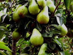 The d'anjou pear was mistakenly applied to the variety when it was introduced to the states and england. Pear Trees Sunnyside Nursery