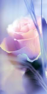 Rose gamerpic you will need to change this first so others can see your gamerpic instead of the avatar. 72 Photos Ideas In 2021 Sophia Carson Art Apps Red Roses Wallpaper