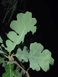 Image result for Kirkiaceae