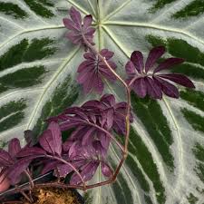 Image result for Solanum linneanum