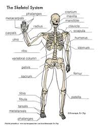 skeletal system diagrams for labeling with reference