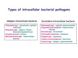 Image result for Intracellular Bacteria
