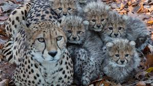 Definition, rechtschreibung, synonyme und grammatik von 'sechsling' auf duden online nachschlagen. Geparden Sechslinge In Burgers Zoo Erkunden Erstmals Einsehbares Aussengehege