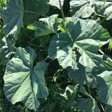 Image result for Malva verticillata