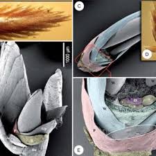 Image result for Courtoisina assimilis