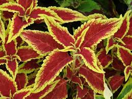 Image result for Coleus dewildemanianus