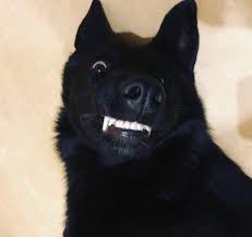 The black german shepherd has some distinct variations when compared to the standard german shepherd. 105 Best German Shepherd Dog Names The Paws