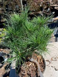 Image result for Pinus strobus