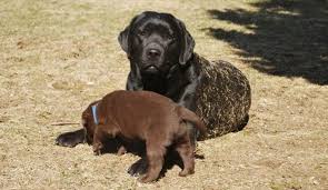 Debonair Labradors Hobby Breeders Of Black Chocolate English Conformation Type Labradors